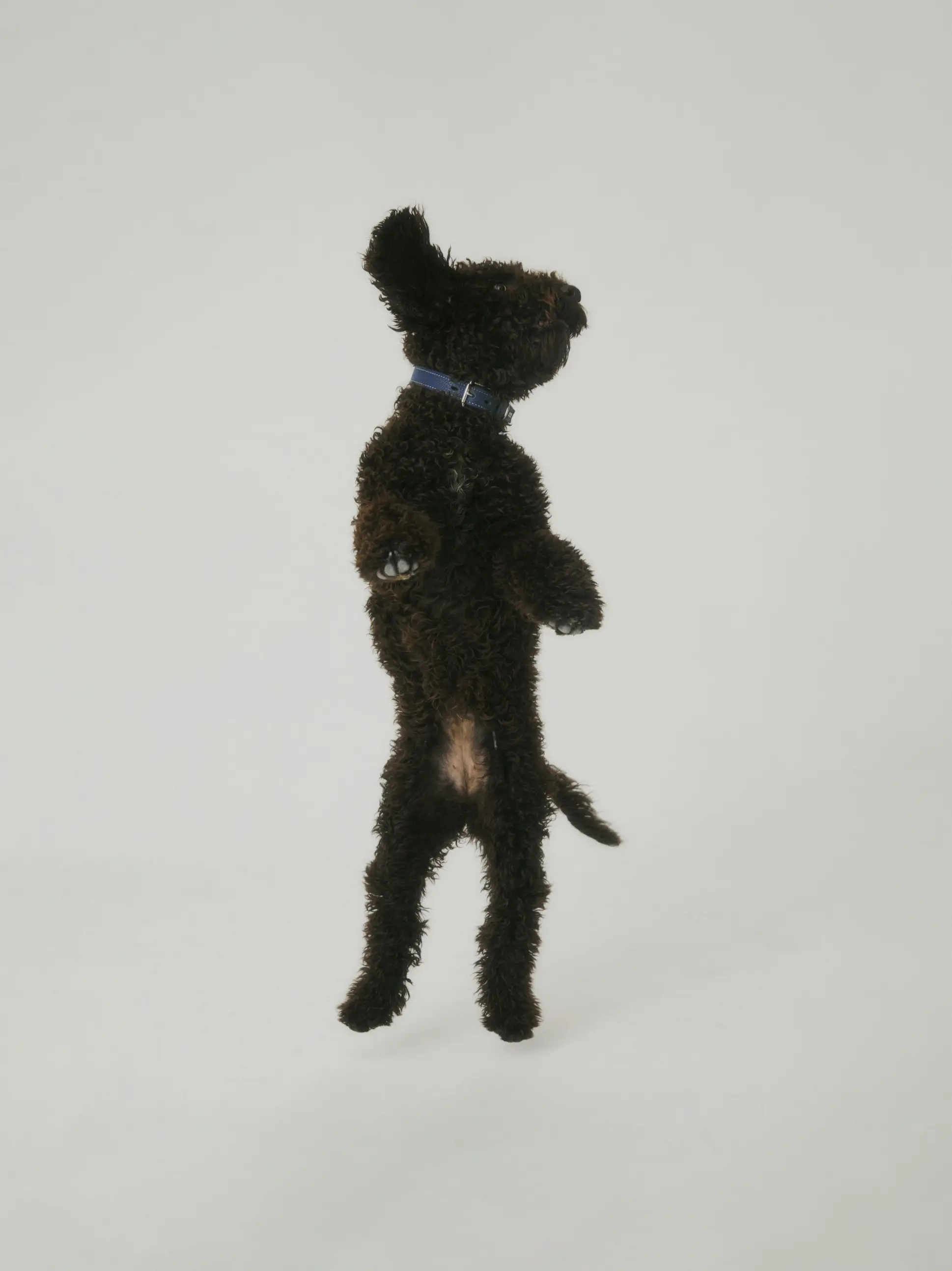 A black poodle standing on its hind legs